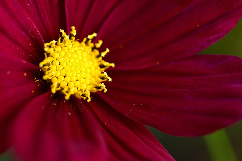 makro a detail