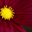 makro a detail