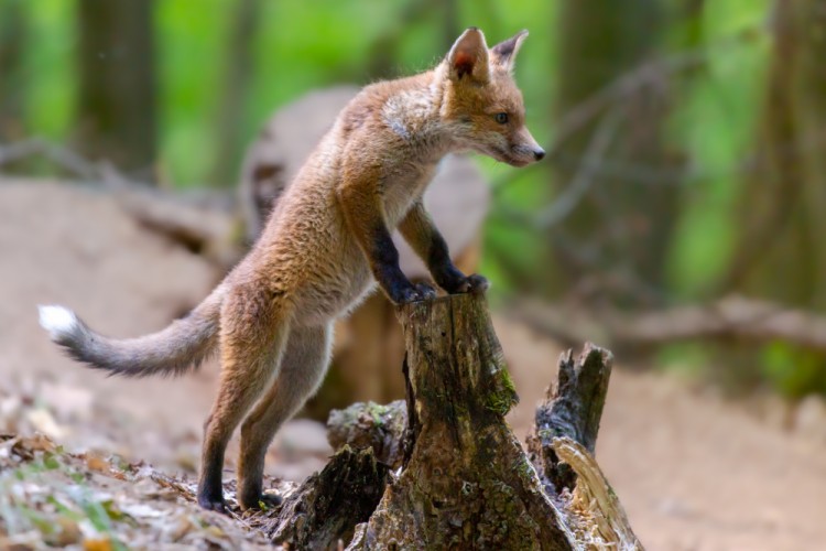 Líška hrdzavá, The red fox (Vulpes vulpes)