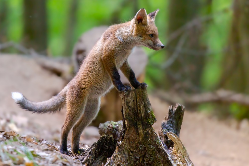 Líška hrdzavá, The red fox (Vulpes vulpes)