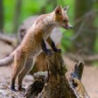 Líška hrdzavá, The red fox (Vulpes vulpes)