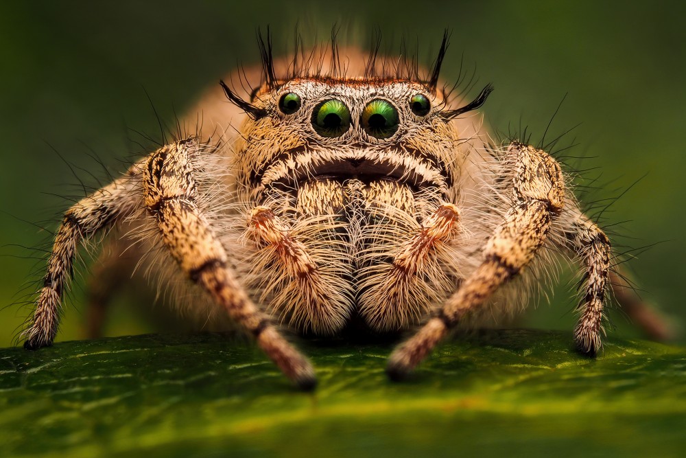 Phidippus otiosus