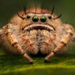 Phidippus otiosus