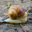 Pomaly ďalej zájdeš