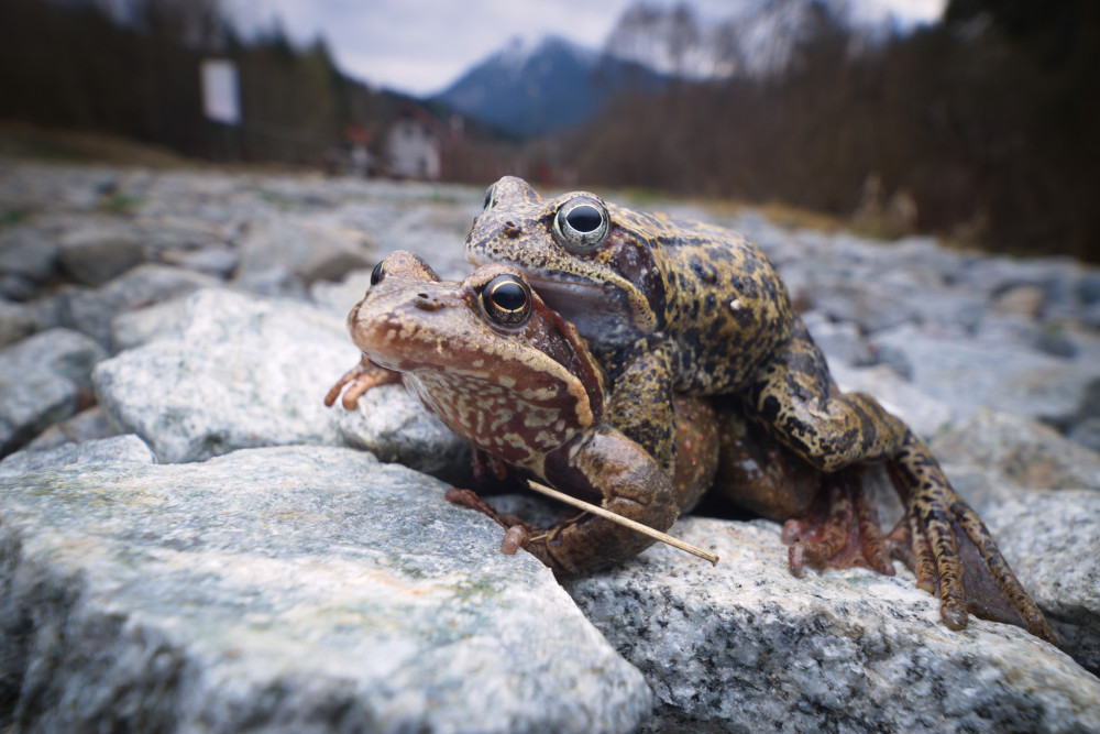 žabiak a žabiačka