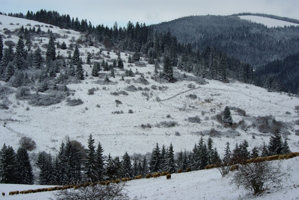 Ovečky na snehu