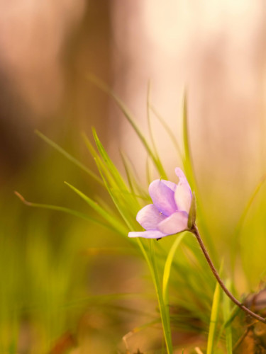 Hepatica