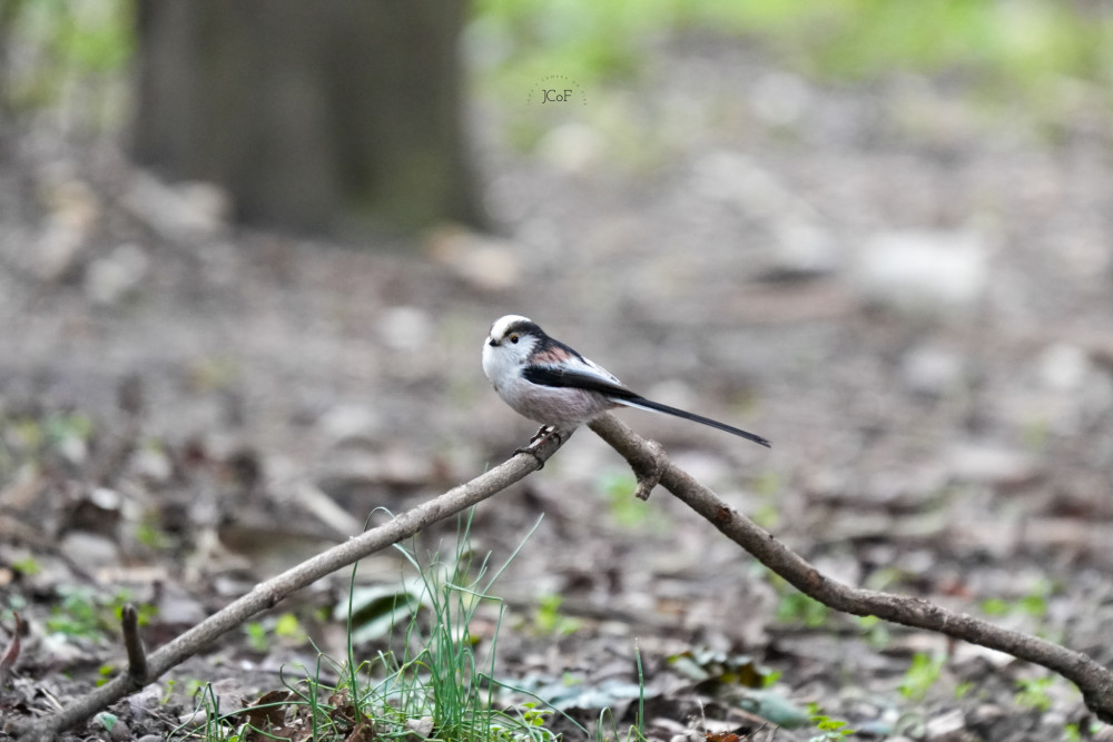 Mlynárka dlhochvostá