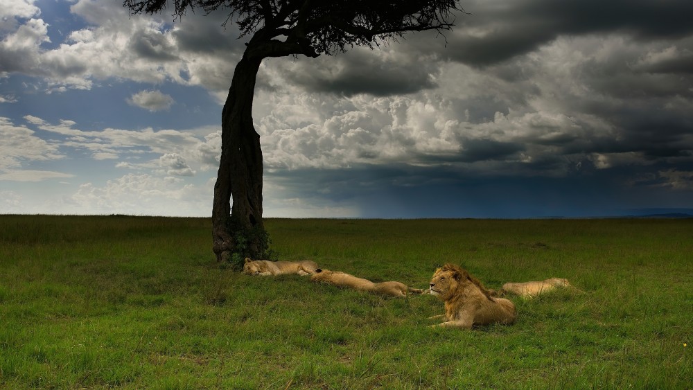 Lev púšťový, Masai Mara, Kenya