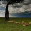 Lev púšťový, Masai Mara, Kenya