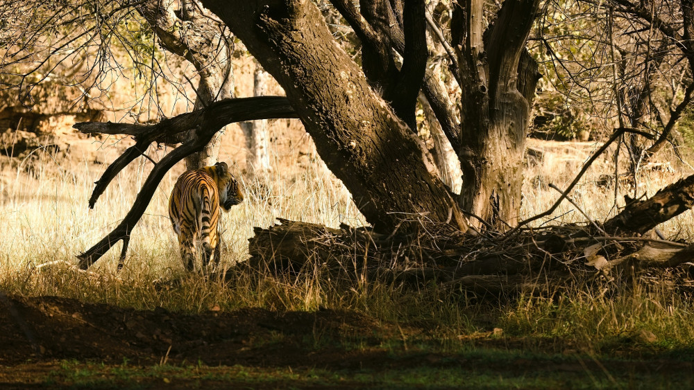 TIGER DŽUNGĽOVÝ INDICKÝ, INDIA, RADŽASTAN