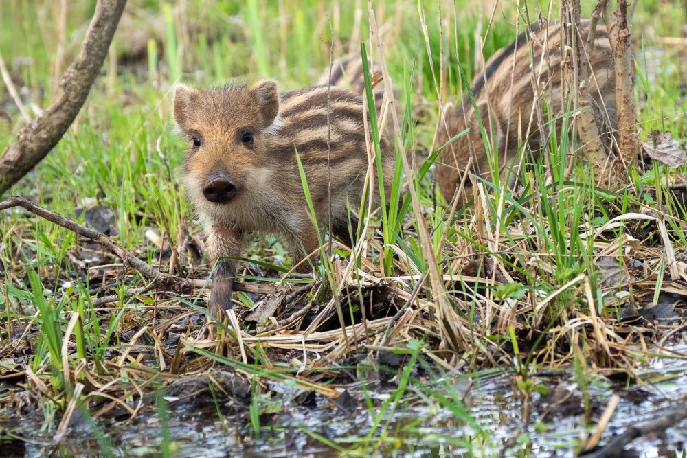 Diviak lesný (Sus scrofa), nar. 04/2019