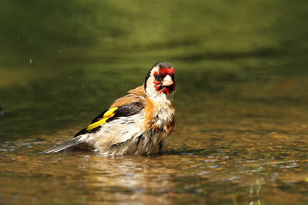 Stehlík obecný (Carduelis carduelis)