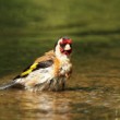 Stehlík obecný (Carduelis carduelis)