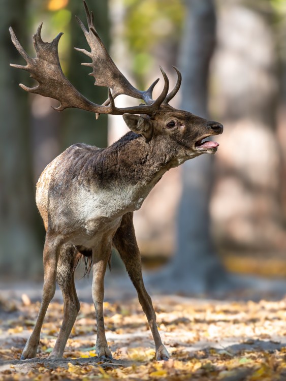 Daniel škvrnitý, Fallow deer (Dama dama)