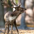 Daniel škvrnitý, Fallow deer (Dama dama)
