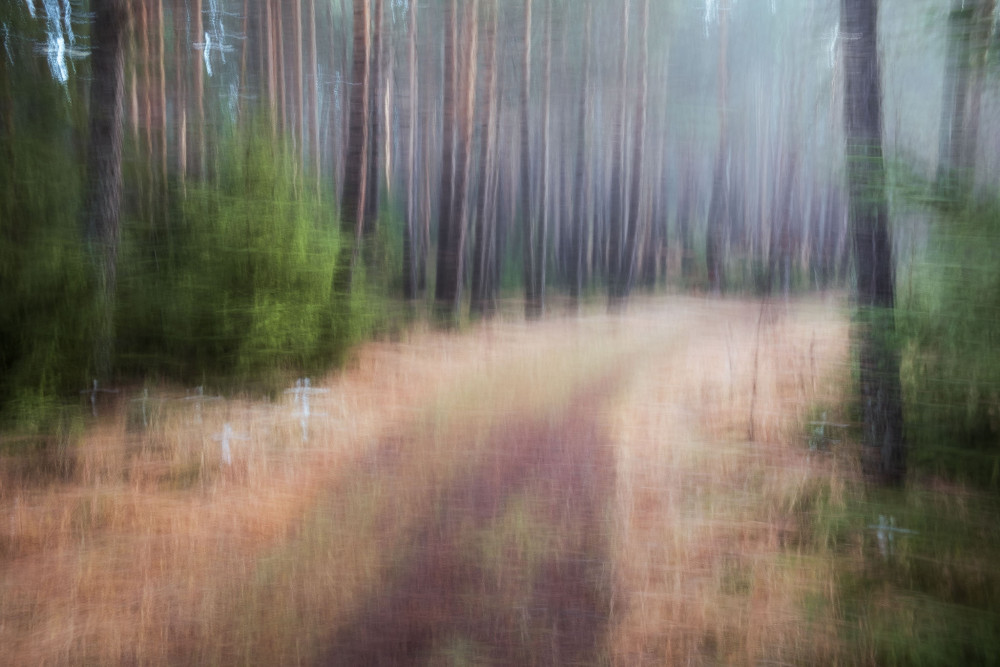 V podivnom lese (ICM)