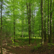 Jar v Karpatoch