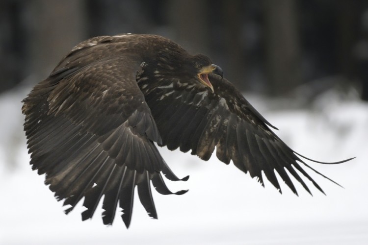 Haliaeetus albicilla