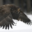 Haliaeetus albicilla