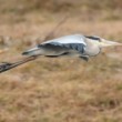 Ardea cinerea