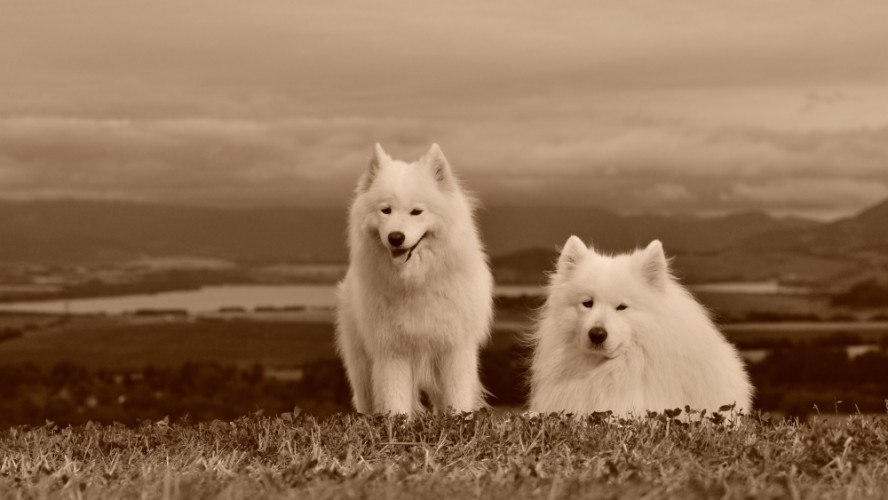Retro samojed III