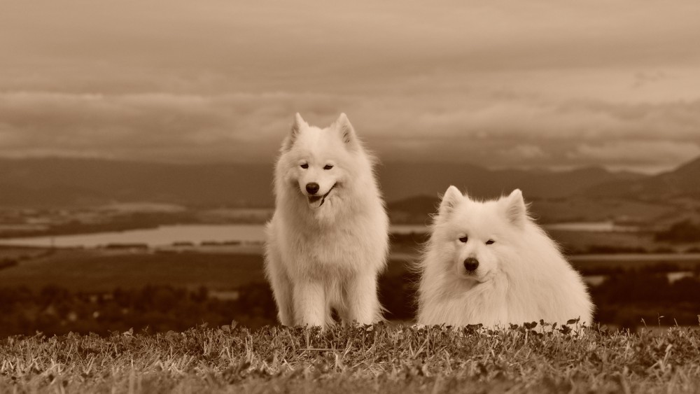 Retro samojed III