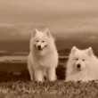 Retro samojed III