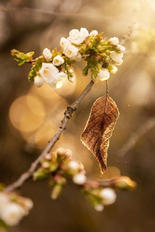 Staré odchádza, nové kvitne