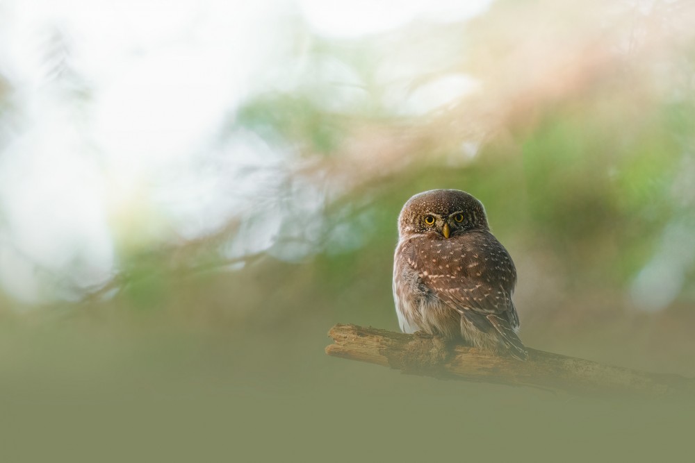 Kuvičok vrabčí (Glaucidium passerinum)