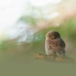 Kuvičok vrabčí (Glaucidium passerinum)