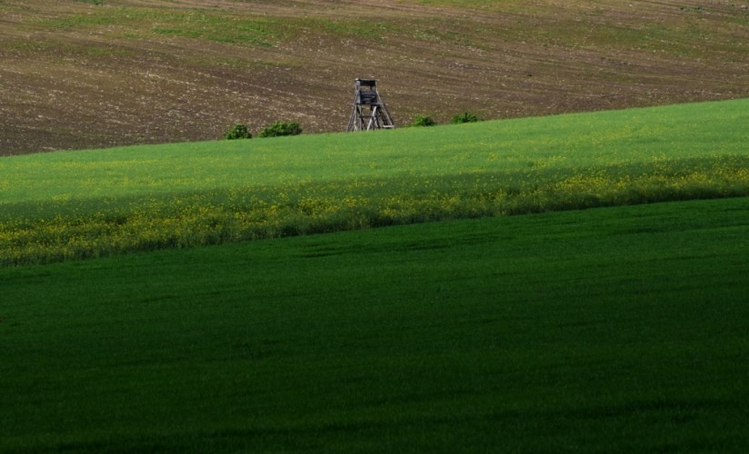 v poli