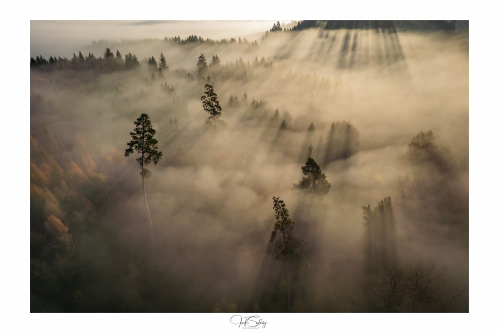 * LESNÁ SYMFÓNIA *