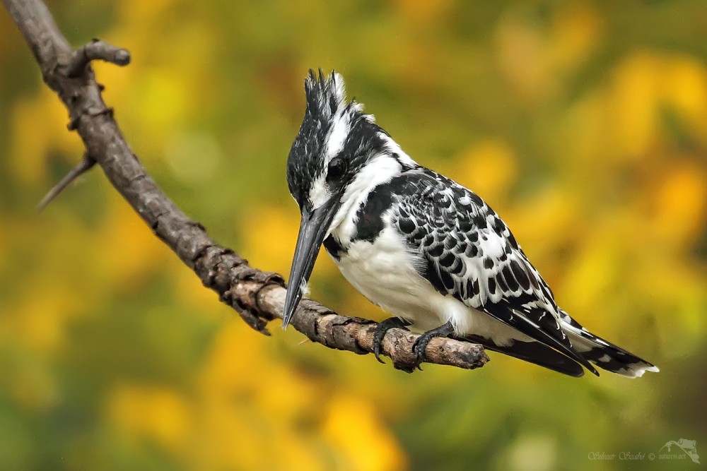 Rybařík jižní (Ceryle rudis)