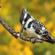 Rybařík jižní (Ceryle rudis)