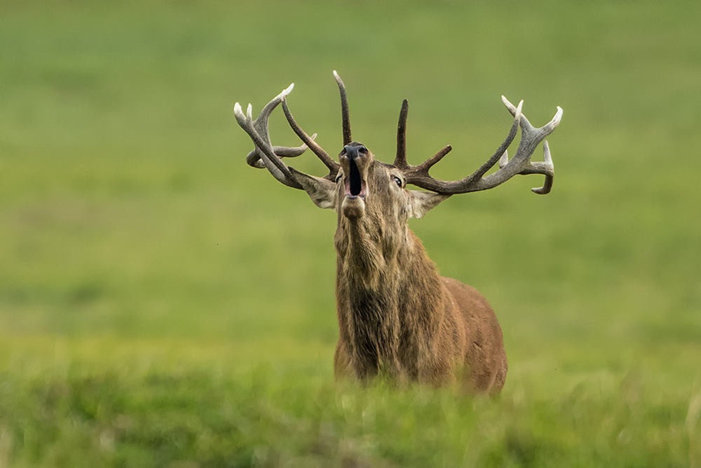 Jelen lesní (Cervus elaphus)