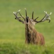 Jelen lesní (Cervus elaphus)