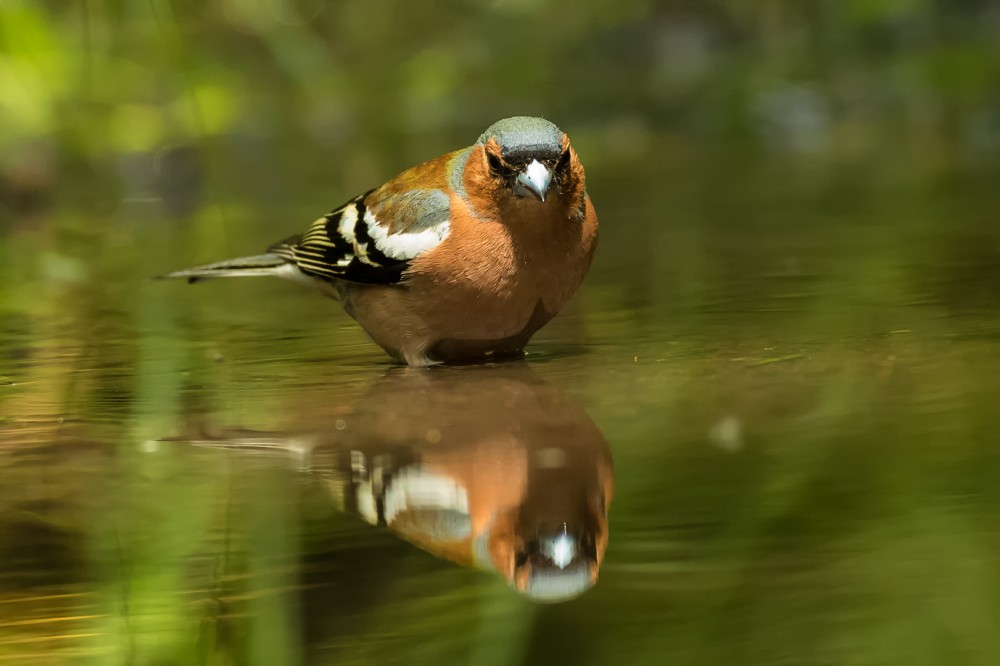 Pěnkava obecná (Fringilla coelebs