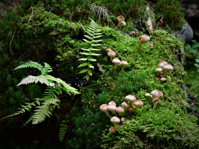 Lesní zátiší s houbami