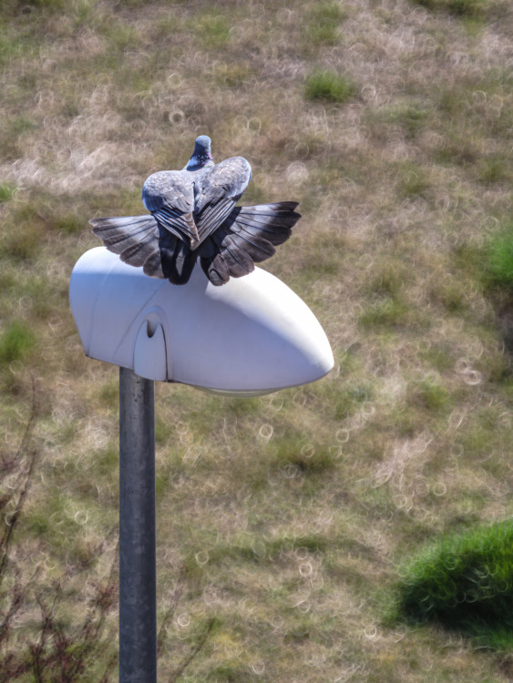 Holub hrivnák (Columba palumbus)