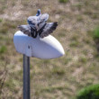 Holub hrivnák (Columba palumbus)