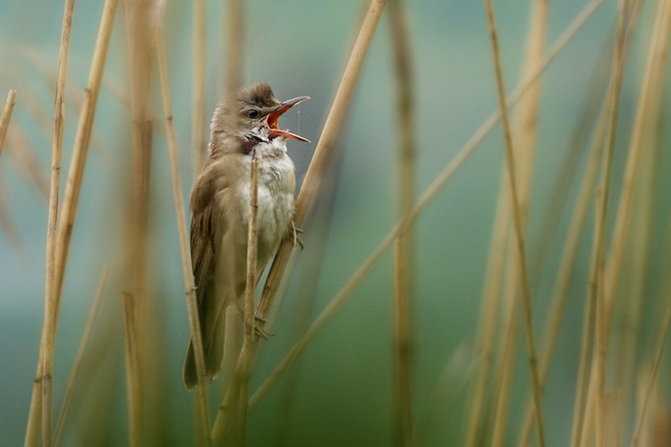 Rákosník velký (Acrocephalus arundinaceus)