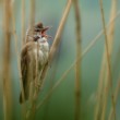 Rákosník velký (Acrocephalus arundinaceus)