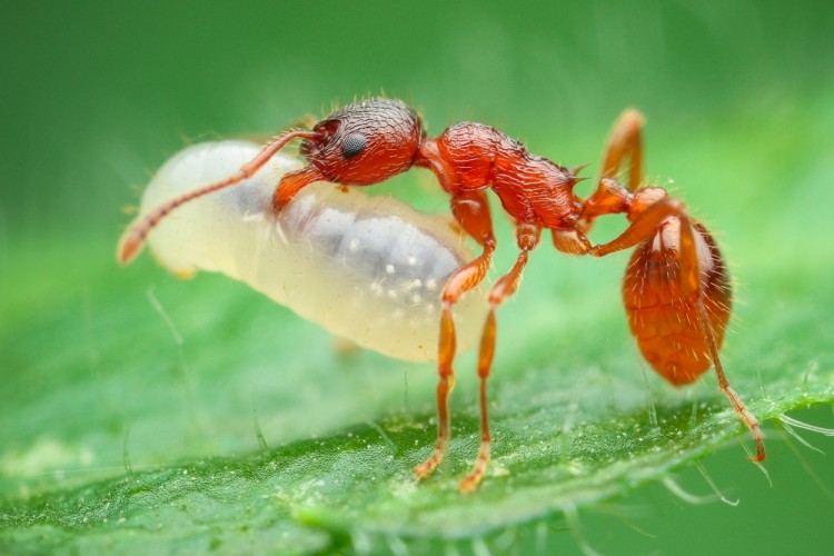 Mravčie bremeno