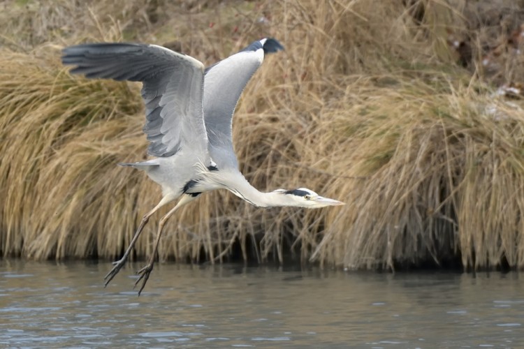 Ardea cinerea vzlet 5