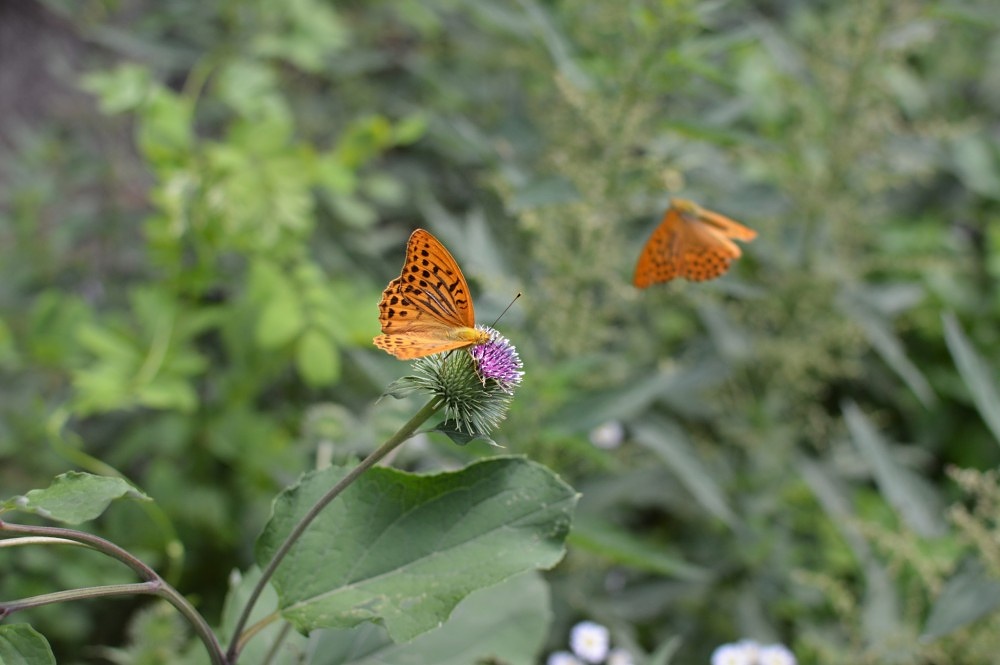 Motyl