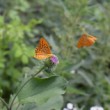 Motyl