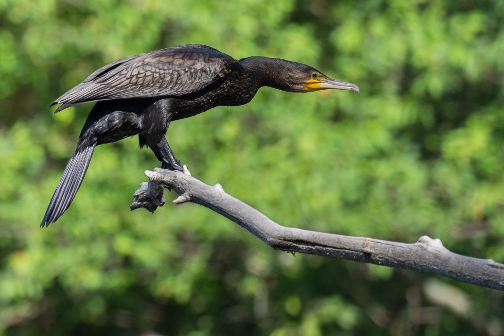 kormorán veľký (Phalacrocorax carb