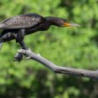 kormorán veľký (Phalacrocorax carb