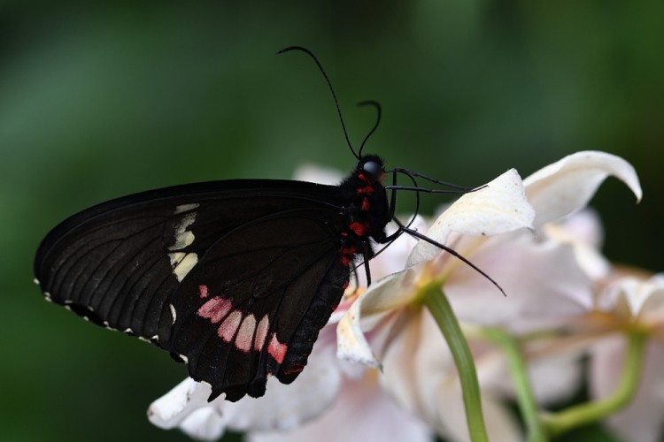 Papilio polytes - Common Mormon